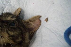 知ってほしい。耳の先端に切れ込みがあるネコは避妊・去勢手術済みという事実