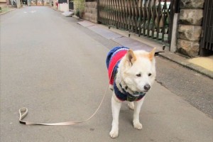 「ボク、棄てられるの...!?」飼い主がうっかりリードを落として振り向いたら愛犬が悲しんでいた