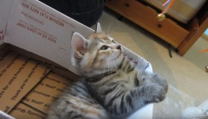 あなたはだんだん眠くなる...うっかり催眠術にかかってしまう猫がカワイイ