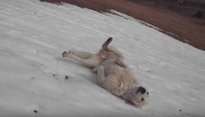 ワンコが雪の上を滑りまくる遊びを覚えた！中毒になってもうやめられない
