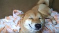 【動画】「ヘヘッヘヘヘ~」飼い主さんが不気味な笑いをすると柴くんも愛想笑いをしてくれる