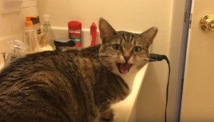 「お腹へった？」→「ニャ～」と必ず反応する猫がかわいい♪こりゃずっと見てられるわ