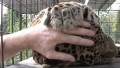 「ここ撫でて~」頭を撫でることを促す姿はほぼ猫のよう。