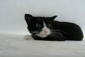 シーツの下になんかいる！？覗いてみたらネコがものすごい体勢でやってきた！