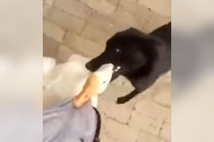 大切な人を守るため興奮したガチョウに立ち向かうワンコの姿に胸がアツくなる！