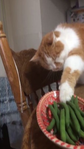 cat_02