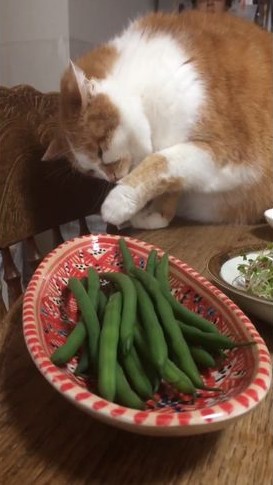 cat_03
