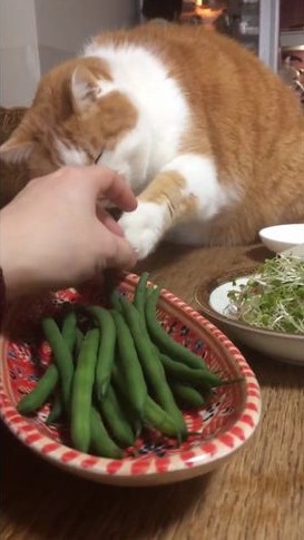 cat_04