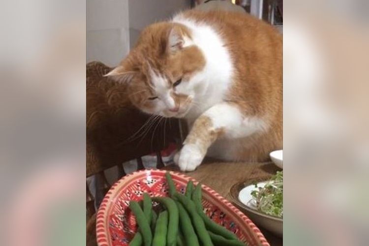 器用だな~!大好物のインゲンを盗み食いしようとするニャンコの姿が可愛いと話題に!