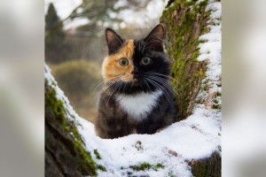 茶トラと黒猫のハーフ！？キレイに色が分かれているニャンコの姿に胸がキュンキュン！