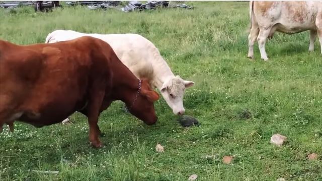 cow_01_640