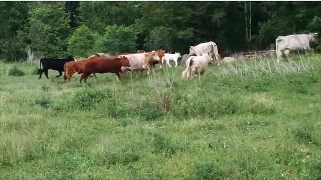 cow_06_640