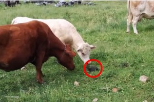 「ん？これ石かなぁ～？」その本当の正体にビビりまくる牛たちに思わず笑みがこぼれる