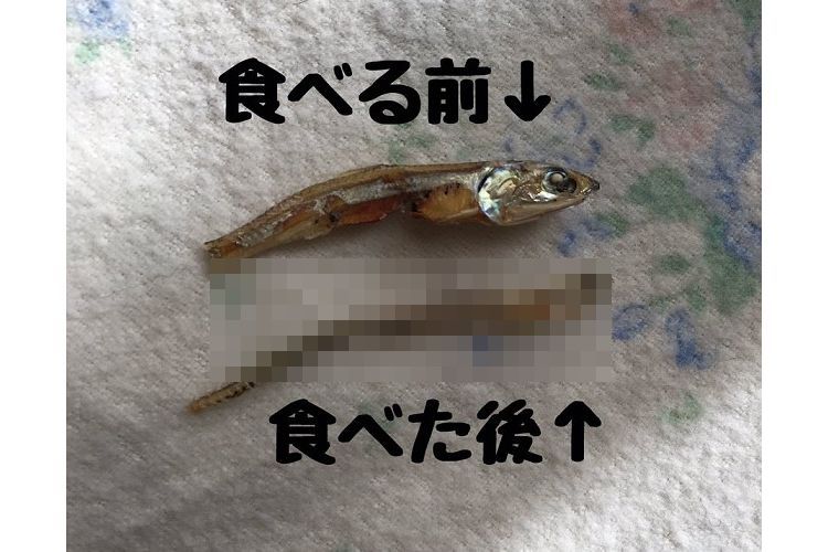 お上品か…!(笑)ハムスターの煮干しの食べ方が丁寧すぎると話題に