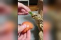 好き嫌いはメッ…!亀の偏食に悩む飼い主が、葉っぱを食べさせる作戦が面白いと話題に!