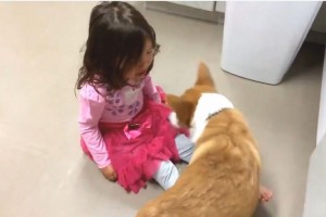 「ひとりじゃないよ～」泣いている女の子を慰めるコーギーの優しさにほっこり