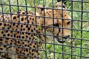 世界各地で激減 チーターが近い将来に絶滅の恐れ!? 研究チームが警告