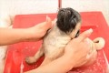 極楽だワン♪パグの子犬が初めてのお風呂…気持ち良すぎてこうなった