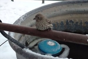 スズメが飛び立てない…その理由とは!? その後、救世主が現れて無事に飛び立っていった