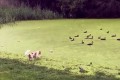 カモの群れをめがけてワンコが猛ダッシュ!!するも、思わぬトラップ!?で意気消沈