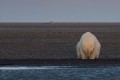 雪も氷もない世界…悲しげなホッキョクグマをとらえた1枚の写真が話題に