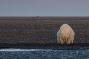 雪も氷もない世界…悲しげなホッキョクグマをとらえた1枚の写真が話題に