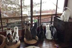 京都西陣 築百年の“町家猫カフェ”から雪をながめる猫たち…ニャンともカワイイと話題に!
