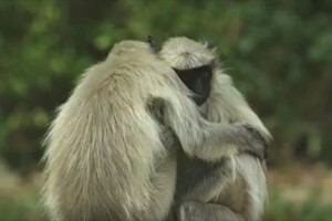 【動画】野生のサルの前でロボットのサルが亡くなる…嘆き悲しむ姿に心が痛む