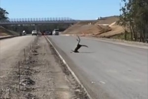 【動画】こんな失敗もするんだな…カンガルーが派手にすっ転んじゃった!?瞬間