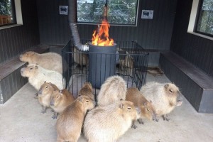 「あったか～」 ストーブの前で暖をとるモフモフのカピバラたちが可愛らしい♪