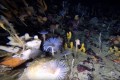 南極の氷の下をのぞいたら“カラフルな世界”が広がっていた! 厚い氷に守られて生態系を維持