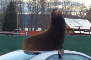 クルマの屋根の上に…アシカ!? 体にフィットしたのか心地良さげで休憩開始～♪