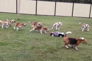 「待て待て～!」ビーグルの群れがラジコンカーを猛追! 広大な庭を所せましとひたすら走る!