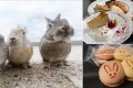 野生のうさぎが700羽生息! 広島・大久野島が“うさぎづくし”のおもてなし!