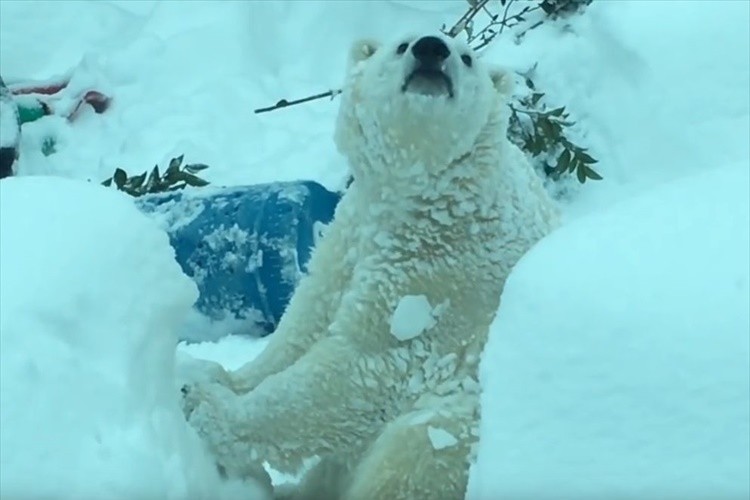 【動画】イイイイイャッホーイ! 大雪で動物園が閉鎖されるも、動物たちは大はしゃぎ!