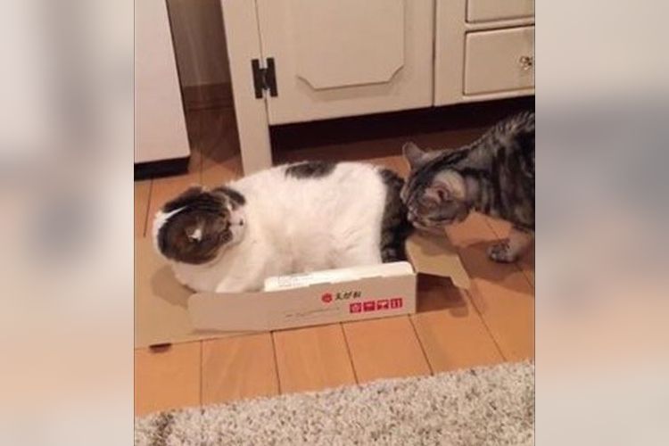 可愛いニャンコがいきなりどうした!?超高速で激しすぎる猫パンチが話題に!