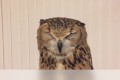 「くしゅんっ!」人間のようなくしゃみをするフクロウが可愛すぎると話題に!