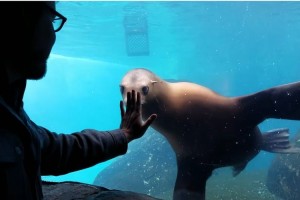 まるでアプリを操作しているみたい！人間の手に合わせてクルクル動き回るアシカが話題に！