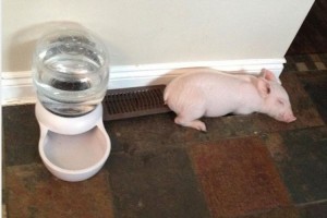 ミニブタのはずが270キロオーバーに。代えがたい笑顔に飼い主さんも幸せ