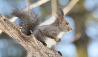 漫画みたいな写真!リスはいないのにリスがいたとわかる写真?リスが屋根から落ちたであろうことが分かる1枚の写真に納得