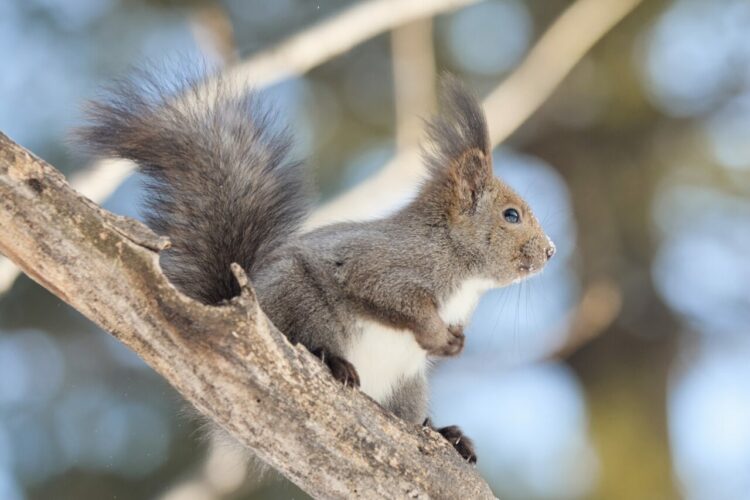 漫画みたいな写真！リスはいないのにリスがいたとわかる写真？リスが屋根から落ちたであろうことが分かる1枚の写真に納得