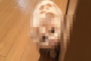 もう怒れないじゃないか...コーラをこぼした愛猫がこんな顔をしてきたら