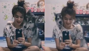 「撮って撮って！」自撮りに絶対に写り込もうとするシベリアンハスキーがかわいい