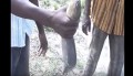 水のない土の中に魚が!魚を捕まえるために土を掘る!夏眠中のハイギョの捕獲映像がすごい!