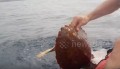 カヤックに近付いてきた1匹のウミガメ。そっと引き上げてみると...