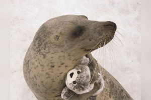 まるで我が子のように！？アザラシが"アザラシ"を抱っこ＆おんぶしている姿が可愛すぎ！