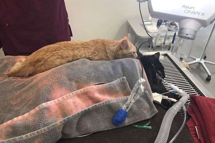 「ボクがそばにいるよ」病院で弱った動物たちに寄り添って励ます野良猫がステキすぎる!