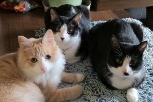 ブラウン管テレビの上が大好きなニャンコたち♪液晶テレビに買い換えた直後にまさかの事態が！？