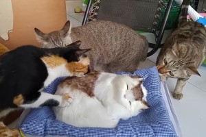 仲間かニャ～！？と思ったらまさかのドッキリ！ニャンコたちの慌てっぷりがまるでアニメみたい