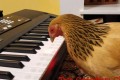 音楽の天才、現る！？鍵盤が光るキーボードを上手に演奏するニワトリが凄い！